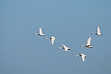 Bewick's swans flying - D